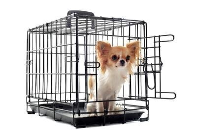Prepping Your Pet for a Kennel Stay